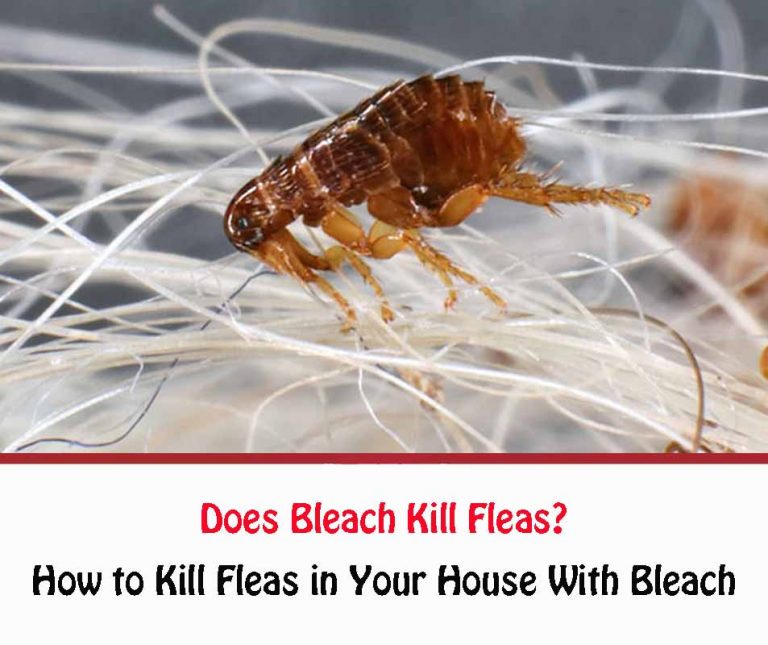 Does Bleach Kill Fleas [2023]