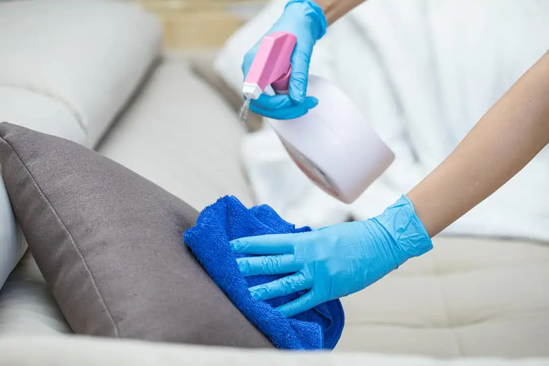 How to Clean a Couch after Mice 2023 [Updated]