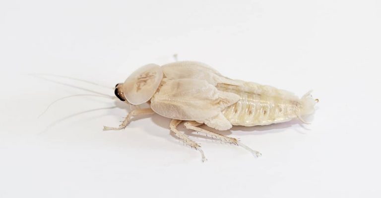 What is Albino Roaches [2024]
