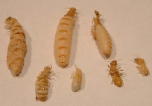 All About Termite Larvae [2023]