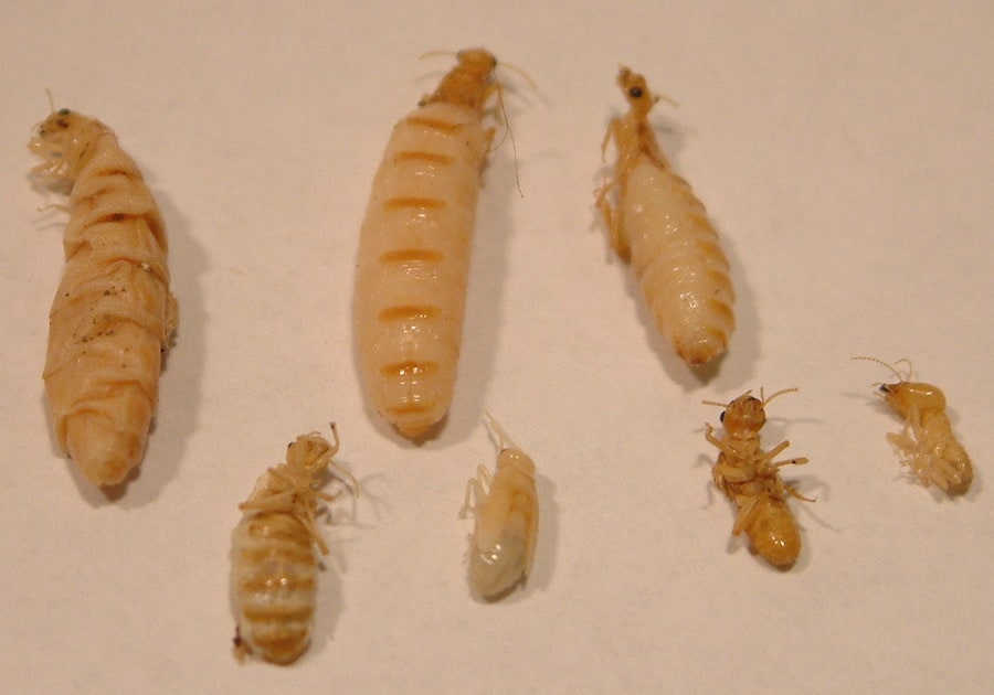 All About Termite Larvae 2025 [New]