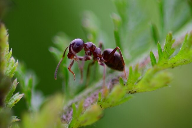 How Many Legs do Ants Really Have [2024]